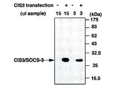 #18391 Anti-Human CIS3/SOCS-3 (C204) Rabbit IgG Affinity Purify