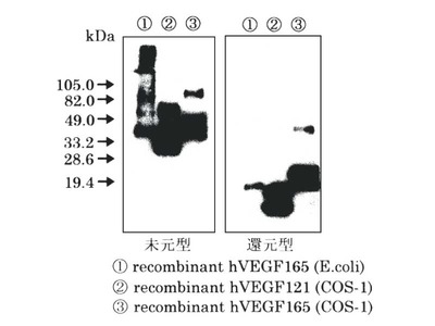 #18411 Anti-Human VEGF (V-N) Rabbit IgG Affinity Purify