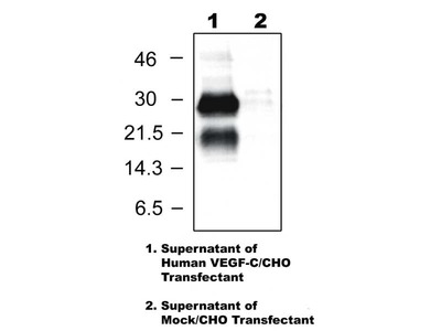 #18415 Anti-Human VEGF-C (103) Rabbit IgG Affinity Purify