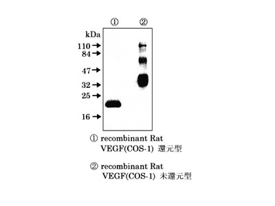 #18420 Anti-Rat VEGF (V-N) Rabbit IgG Affinity Purify