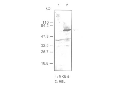 #18505 Anti-Human c-MPL-P (M617) Rabbit IgG Affinity Purify