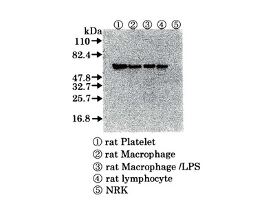 #18521 Anti-Rat COX-1 (C448) Rabbit IgG Affinity Purify