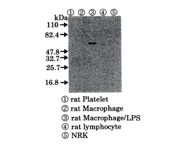 #18525 Anti-Rat COX-2 (C580) Rabbit IgG Affinity Purify