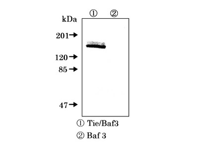 #18541 Anti-Human Tie-1 (N1125) Rabbit IgG Affinity Purify