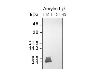 #18580 Anti-Human Amyloidβ (1-40) Rabbit IgG Affinity Purify