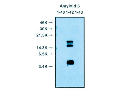 #18582 Anti-Human Amyloidβ (1-42) Rabbit IgG Affinity Purify