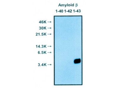 生活家電 電子レンジ/オーブン 27719 Human Amyloidβ (1-42) (FL) Assay Kit - IBL | 株式会社免疫 