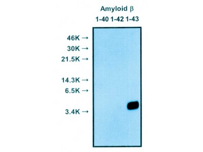 #18583 Anti-Human Amyloidβ (1-43) Rabbit IgG Affinity Purify