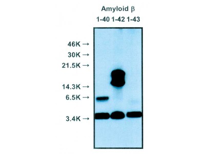 #18584 Anti-Human Amyloidβ (N) Rabbit IgG Affinity Purify