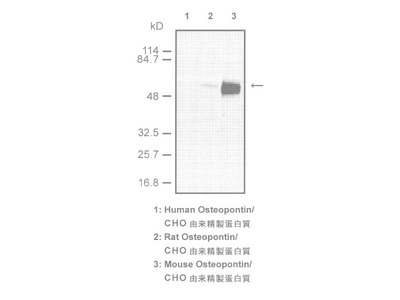 #18621 Anti-Mouse Osteopontin (O-17) Rabbit IgG Affinity Purify