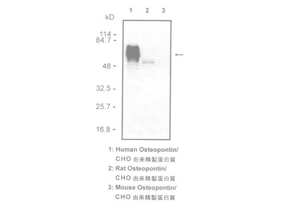 #18625 Anti-Human Osteopontin (O-17) Rabbit IgG Affinity Purify