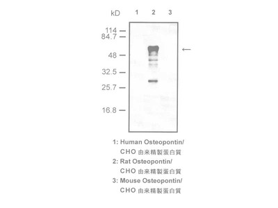 #18628 Anti-Rat Osteopontin (O-17) Rabbit IgG Affinity Purify