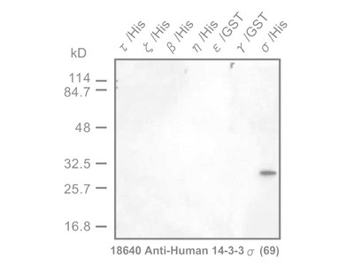 #18640 Anti-Human 14-3-3 σ Protein (69) Rabbit IgG Affinity Purify