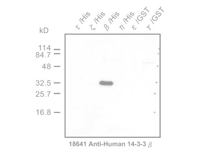 #18641 Anti-Human 14-3-3 β Protein Rabbit IgG Affinity Purify