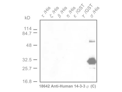 #18642 Anti-Human 14-3-3 σ Protein (C) Rabbit IgG Affinity Purify