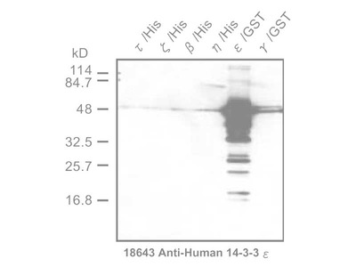 #18643 Anti-Human 14-3-3 ε Protein Rabbit IgG Affinity Purify