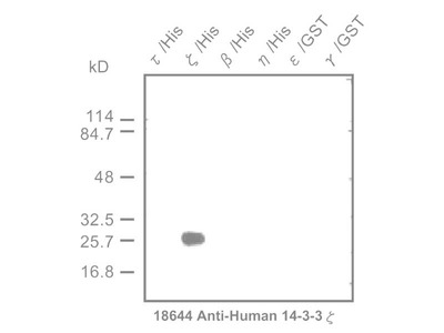 #18644 Anti-Human 14-3-3 ζ Protein Rabbit IgG Affinity Purify