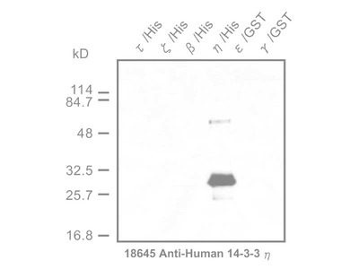 #18645 Anti-Human 14-3-3 η Protein Rabbit IgG Affinity Purify