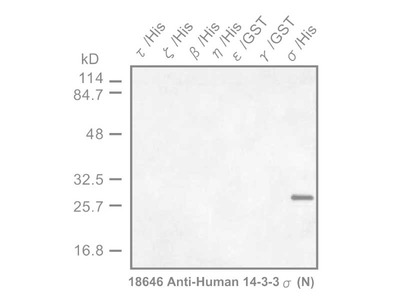 #18646 Anti-Human 14-3-3 σ Protein (N) Rabbit IgG Affinity Purify