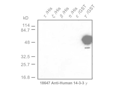 #18647 Anti-Human 14-3-3 γ Protein Rabbit IgG Affinity Purify