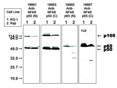 #18661 Anti-Human NFκB p50 (N) Rabbit IgG Affinity Purify