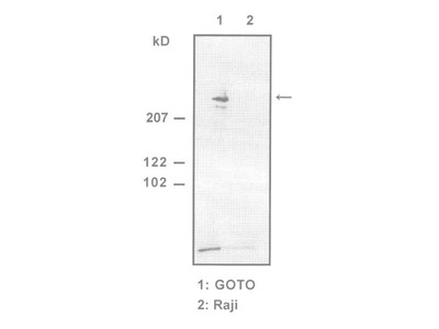 #18741 Anti-Human Nestin (N1602) Rabbit IgG Affinity Purify