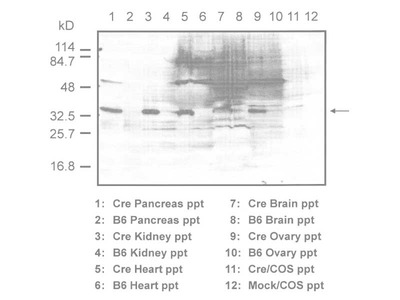 #18771 Anti- Cre recombinase Rabbit IgG Affinity Purify