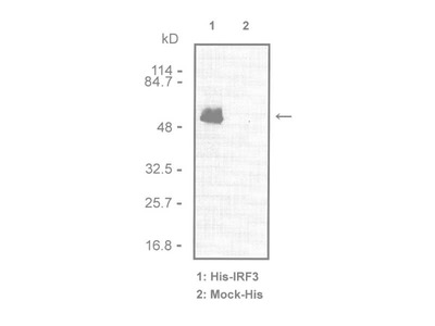 #18781 Anti-Human IRF-3 (Interferon Regulatory Factor-3) Rabbit IgG Affinity Purify