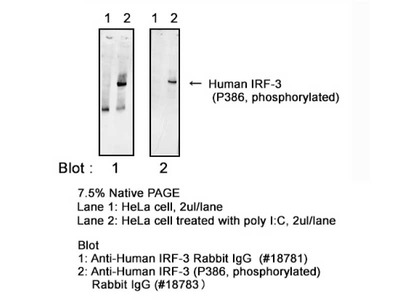 #18783 Anti-Human IRF-3 (S386 Phosphorylated) Rabbit IgG Affinity Purify