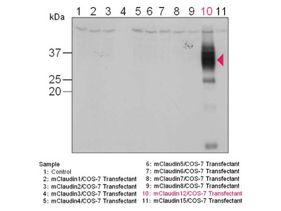 #18801 Anti-Mouse Claudin-12 (C) Rabbit IgG Affinity Purify