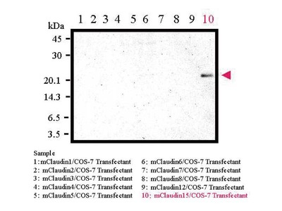 #18805 Anti-Mouse Claudin-15 (C) Rabbit IgG Affinity Purify