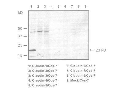 #18815 Anti-Mouse/Rat Claudin-1 (C) Rabbit IgG Affinity Purify