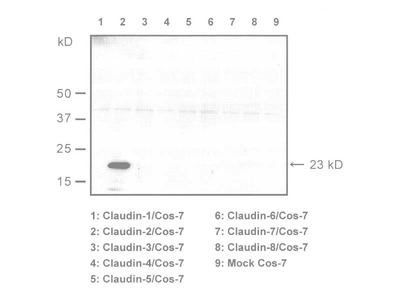 #18825 Anti-Mouse Claudin-2 (C) Rabbit IgG Affinity Purify