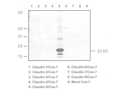 #18855 Anti-Mouse Claudin-5 (C) Rabbit IgG Affinity Purify