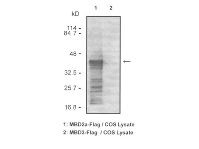 #18861 Anti-Human MBD2 Rabbit IgG Affinity Purify