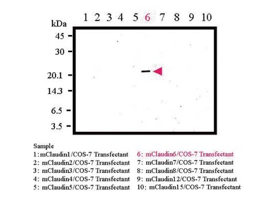 #18865 Anti-Mouse Claudin-6 (C) Rabbit IgG Affinity Purify