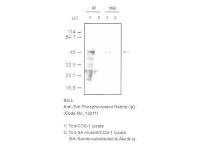 #18911 Anti-Human Tob (Phosphorylated) Rabbit IgG Affinity Purify