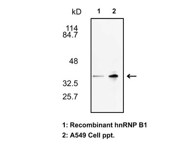 #18941 Anti-Human hnRNP B1 Rabbit IgG Affinity Purify