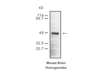 #18951 Anti-Mouse/Rat Flotillin-1 (C) Rabbit IgG Affinity Purify