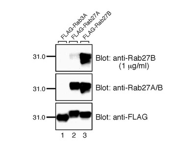 #18973 Anti- Rab27B Rabbit IgG Affinity Purify