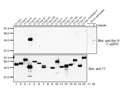 #18977 Anti- Synaptotagmin IV Rabbit IgG Affinity Purify