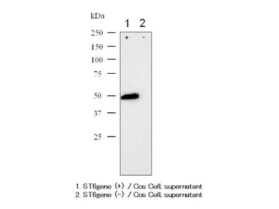 #18983 Anti-Rat α2, 6-Sialyltransferase (E41) Rabbit IgG Affinity Purify
