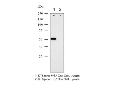 #18985 Anti- α2, 6-Sialyltransferase (C) Rabbit IgG Affinity Purify
