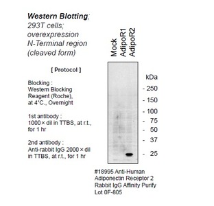 #18995 Anti-Human Adiponectin Receptor 2 Rabbit IgG Affinity Purify