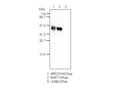 #28001 Anti-Rat C-ERC/Mesothelin (306) Rabbit IgG Affinity Purify