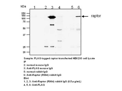 #28011 Anti-Human Raptor (R984) Rabbit IgG Affinity Purify