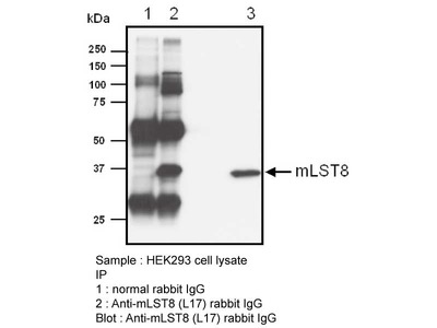 #28013 Anti-Human mLST8 (L17) Rabbit IgG Affinity Purify