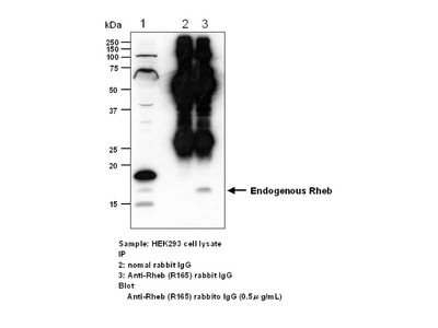 #28015 Anti-Human Rheb (R165) Rabbit IgG Affinity Purify