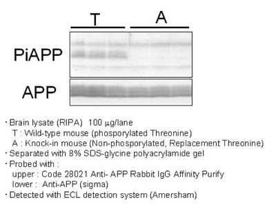 #28021 Anti- APP (Phosphorylated) Rabbit IgG Affinity Purify