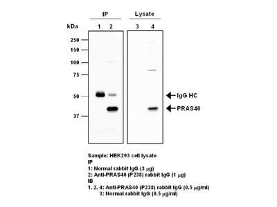 #28033 Anti-Human PRAS40 (P238) Rabbit IgG Affinity Purify